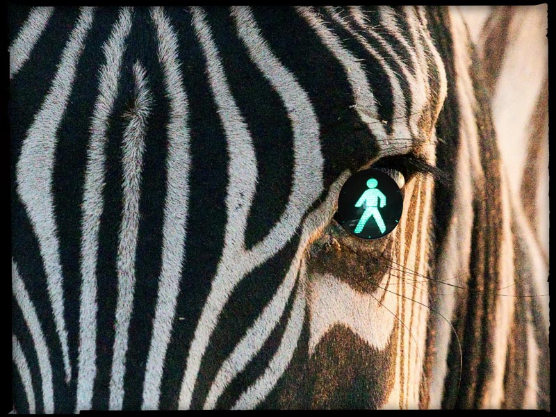 Zebrapad